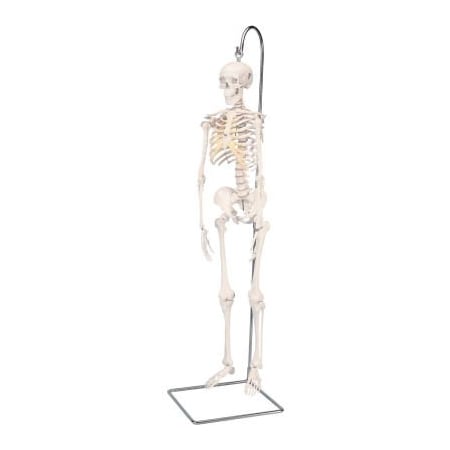 Fabrication Enterprises 3B Anatomical Model - Shorty The Mini Skeleton on Hanging Stand 951793